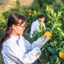 Limpeza da colheita: boas práticas no manuseio de frutas e hortaliças