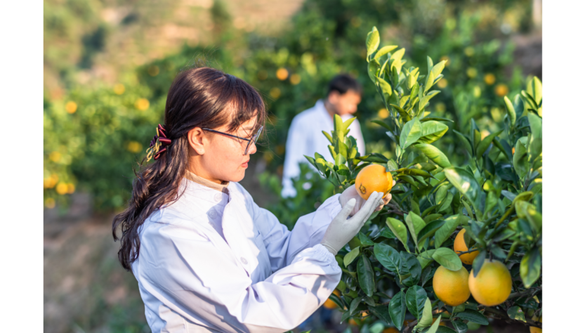 Limpeza da colheita: boas práticas no manuseio de frutas e hortaliças