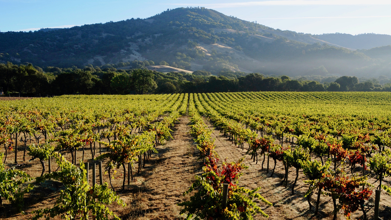 Premiação britânica reconhece vinícola chilena e californiana com "Green Award"