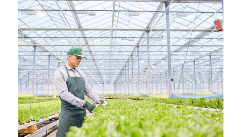 Boas ações praticadas no manuseio e limpeza de frutas e hortaliças