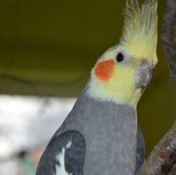 Rações importadas são opções para donos de aves domésticas