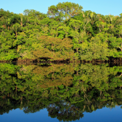 Startup utiliza ingredientes amazônicos para investir em alimentos regenerativos