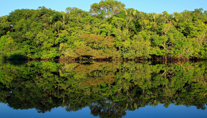 Startup utiliza ingredientes amazônicos para investir em alimentos regenerativos