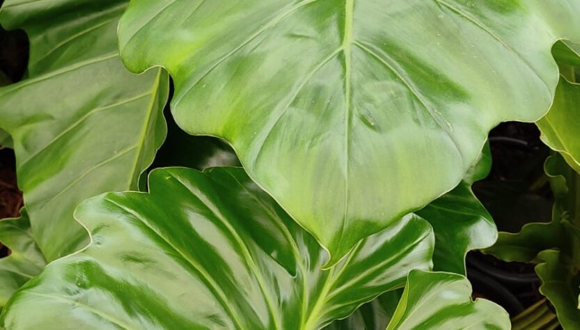 Fim de semana em São Paulo terá workshop gratuito sobre cultivo de plantas