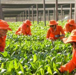 O trabalho de agricultoras da Amazônia gera insumos sustentáveis para o país