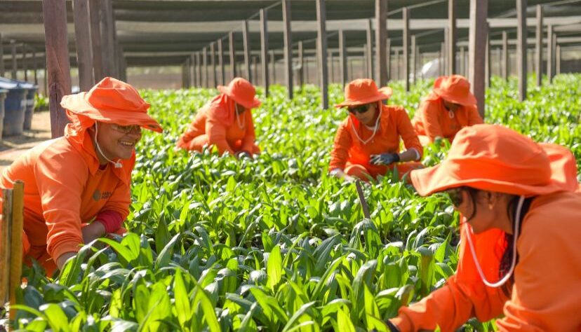 O trabalho de agricultoras da Amazônia gera insumos sustentáveis para o país