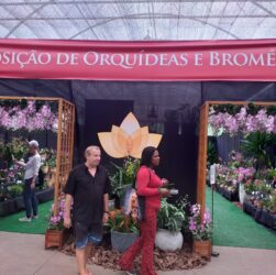 Fim de semana paulista tem exposição e palestras gratuitas sobre orquídeas