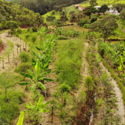 Agricultura regenerativa é opção para produção sustentável