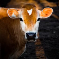 Suplementação de fósforo desafia a agropecuária brasileira