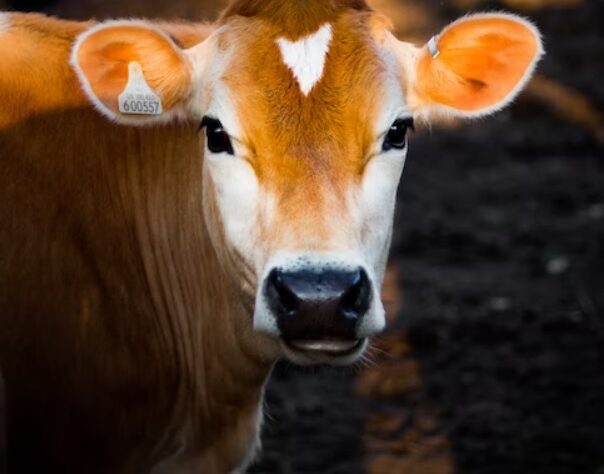 Suplementação de fósforo desafia a agropecuária brasileira