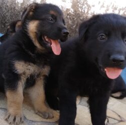 Carrapatos representam um perigo para a saúde dos humanos e animais