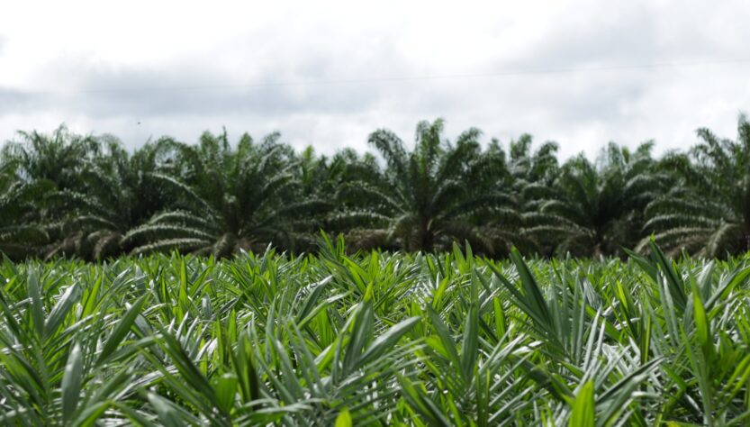 Nova realidade do agro brasileiro precisa incluir o Agronegócio Sustentável