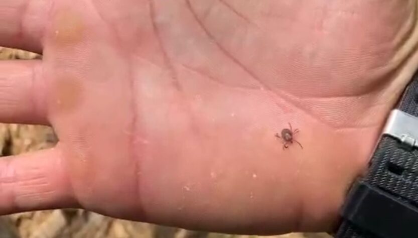 Vídeo de pescador com centenas de carrapatos viraliza