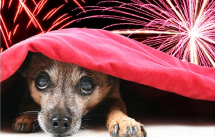 Festas juninas podem gerar uma série de transtornos para os pets