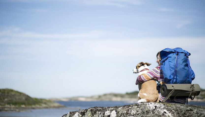 Viajar com animais de estimação exige planejamento