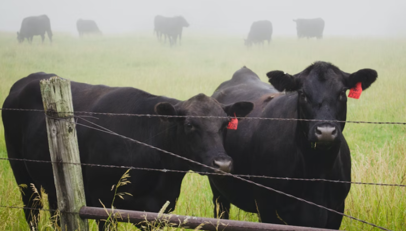 Fosfato bicálcico está na ponta da agroindústria da carne