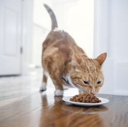 Problemas no sistema urinário de pets necessitam de cuidados essenciais