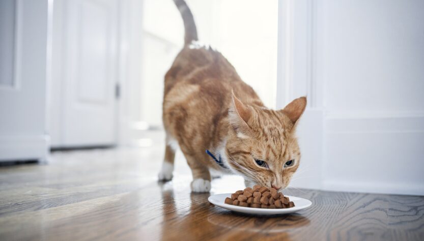 Problemas no sistema urinário de pets necessitam de cuidados essenciais