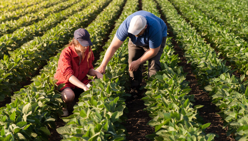 Agricultura familiar impacta produção de biodiesel