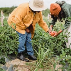 Governo quer 30% da merenda escolar fornecida por agricultores familiares