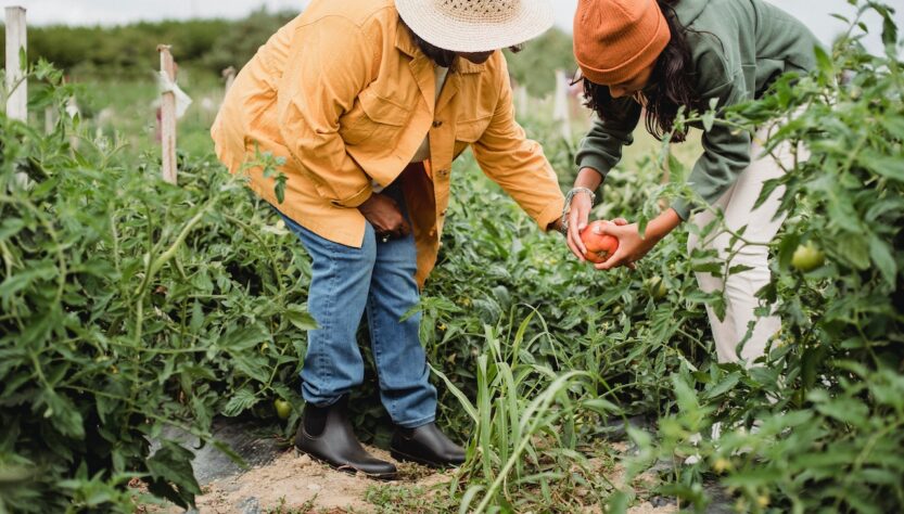 Governo quer 30% da merenda escolar fornecida por agricultores familiares