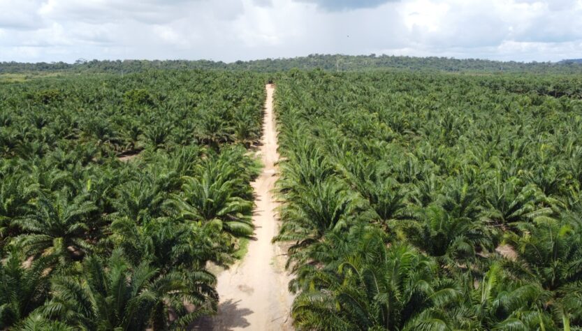 Grupo BBF desenvolve "Pré-Sal Verde" na Amazônia