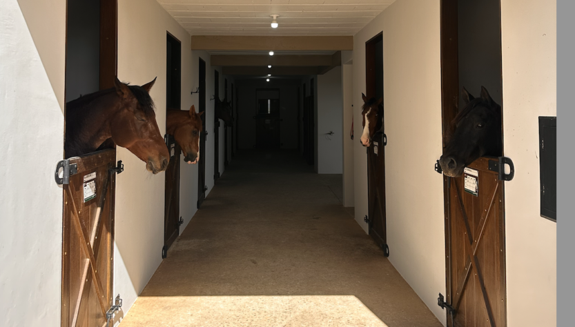 Paraná irá sediar Academia Brasileira do Cavalo