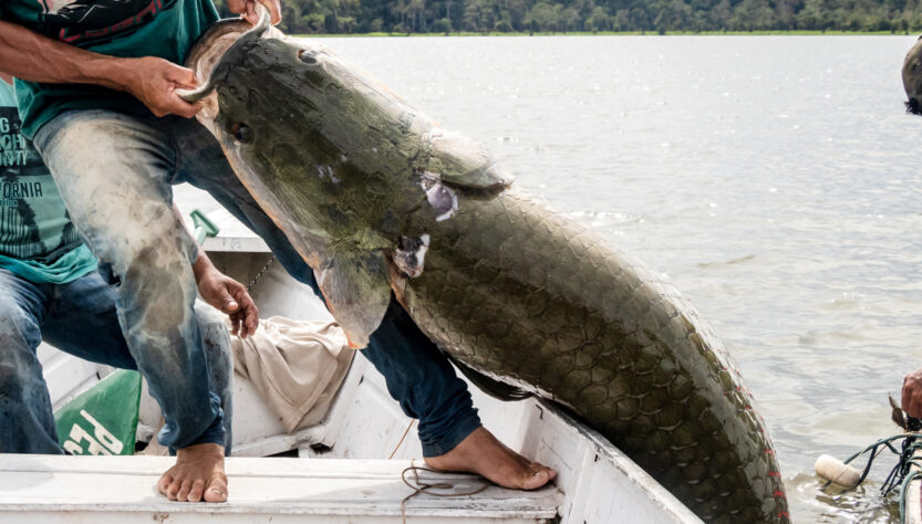 Pirarucu de manejo da Amazônia rompe fronteira nacional