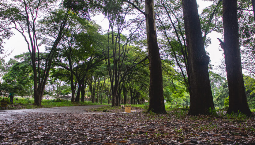 Consolare mapeia áreas verdes em cemitérios de São Paulo