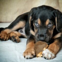 Dia Nacional de Adotar um Animal promove posse responsável