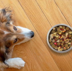 Alimentação é o segmento que mais fatura no setor pet