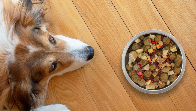 Alimentação é o segmento que mais fatura no setor pet