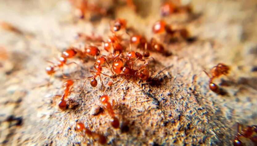 Formigas na Europa | Alerta