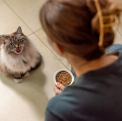 Nutrição terapêutica possibilita mudanças no cuidado com animais