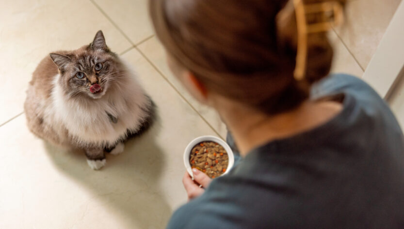 Nutrição terapêutica possibilita mudanças no cuidado com animais