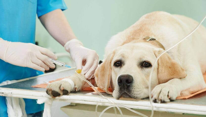 Câncer em pets é responsável pelo grande número de mortes