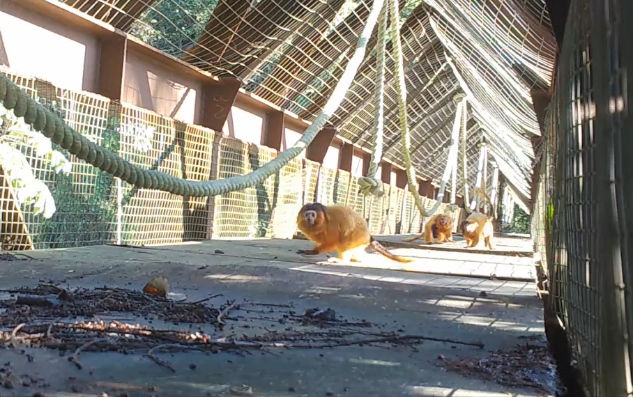 Arteris Fluminense | Animais no Rio de Janeiro