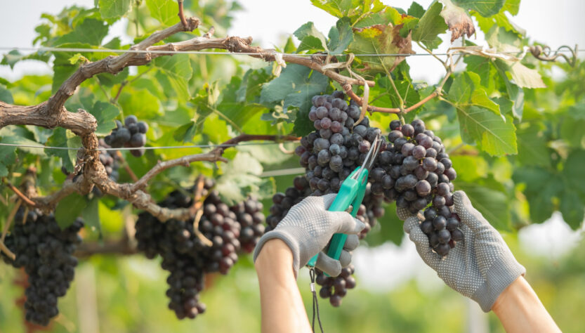 Vinícolas argentinas têm pior colheita em 30 anos