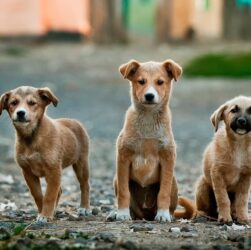 Elanco lança aplicativo para incentivar a adoção de cães