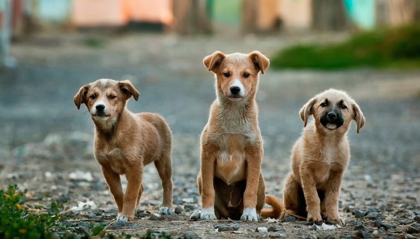 Elanco lança aplicativo para incentivar a adoção de cães