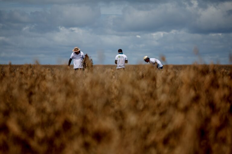 Rally da Safra | Soja