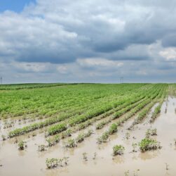 Agro deve liderar pedidos de recuperação judicial