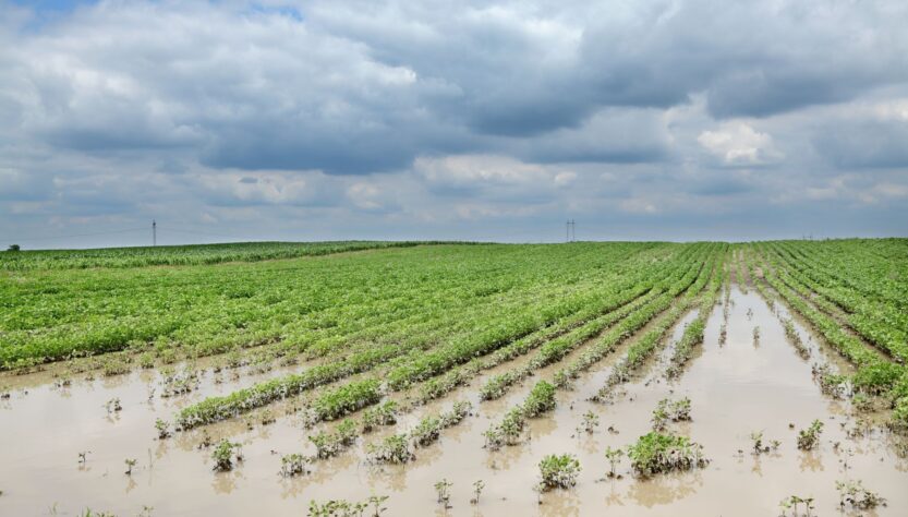 Agro deve liderar pedidos de recuperação judicial