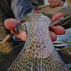 Documentário brasileiro sobre a pesca da truta vence Festival na Espanha