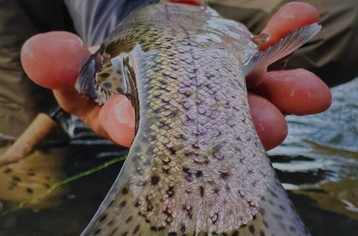 Documentário brasileiro sobre a pesca da truta vence Festival na Espanha