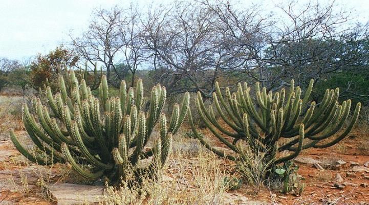 Dia Nacional da Caatinga ressalta a importância ecológica deste bioma