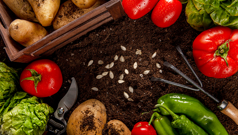 Superalimentos amazônicos retêm nutrientes da Terra Preta