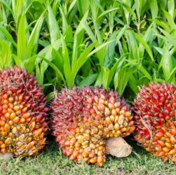 Pará começa a rastrear a produção de dendê