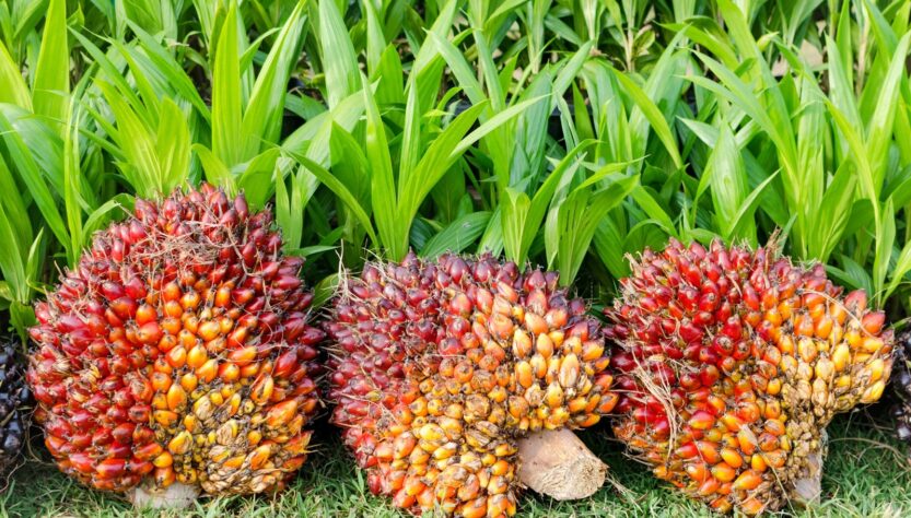 Pará começa a rastrear a produção de dendê