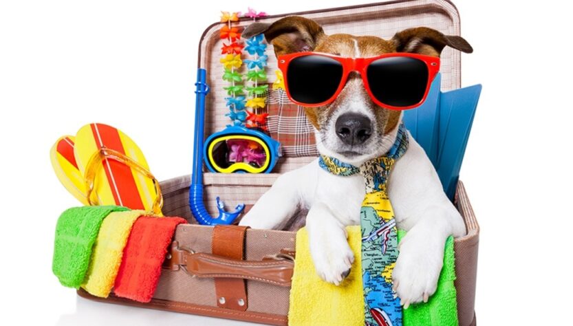 Incluir os animais de estimação na viagem requer planejamento